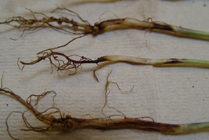 Soybean seedlings with elongated dark brown lesions on the roots and lower stems showing symptoms of Fusarium infection.