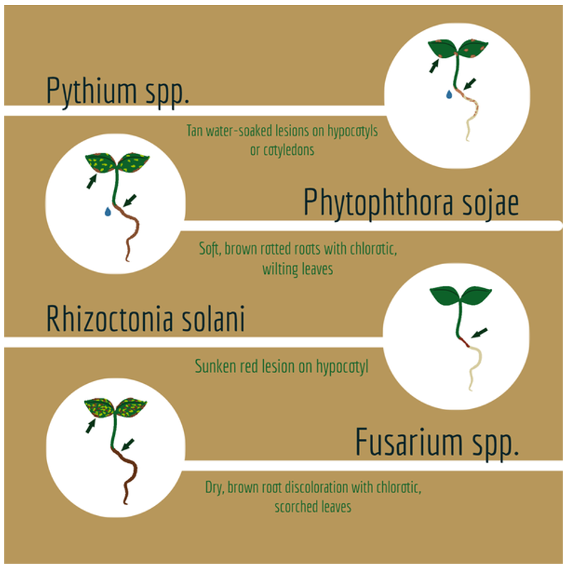 Infographic illustrating common soybean seedling diseases caused by Pythium spp., Phytophthora sojae, Rhizoctonia solani and Fusarium spp. with diagrams of infected seedlings showing water-soaked lesions, root rot, red hypocotyl lesions, chlorotic leaves and dry brown root discoloration.