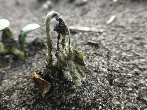 Close-up photo of a wilted soybean seedling affected by Pythium seedling blight with dark rotting tissue and collapsed growth emerging from sandy soil.
