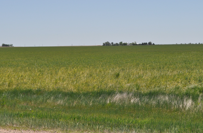 A field of wheat under a blue sky.