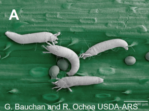White curl mites on a green leaf.