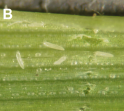White curl mite eggs on a leaf.