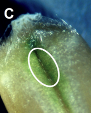 Small white mites on a green wheat kernel.