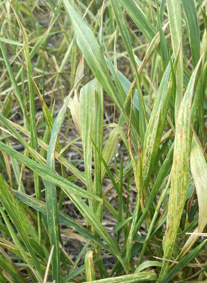 Yellow-green wheat leaves that demonstrate wheat curl mite damage.