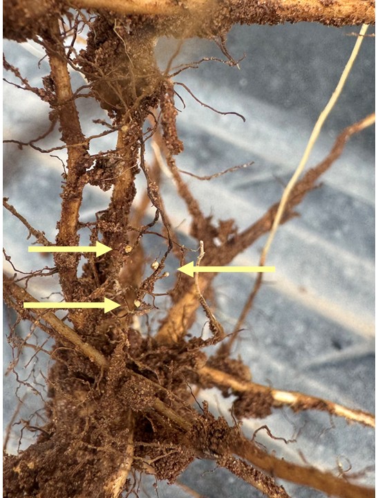 A close-up of plant roots in soil shows several small, round structures attached to the roots. Yellow arrows point to the visible structures.