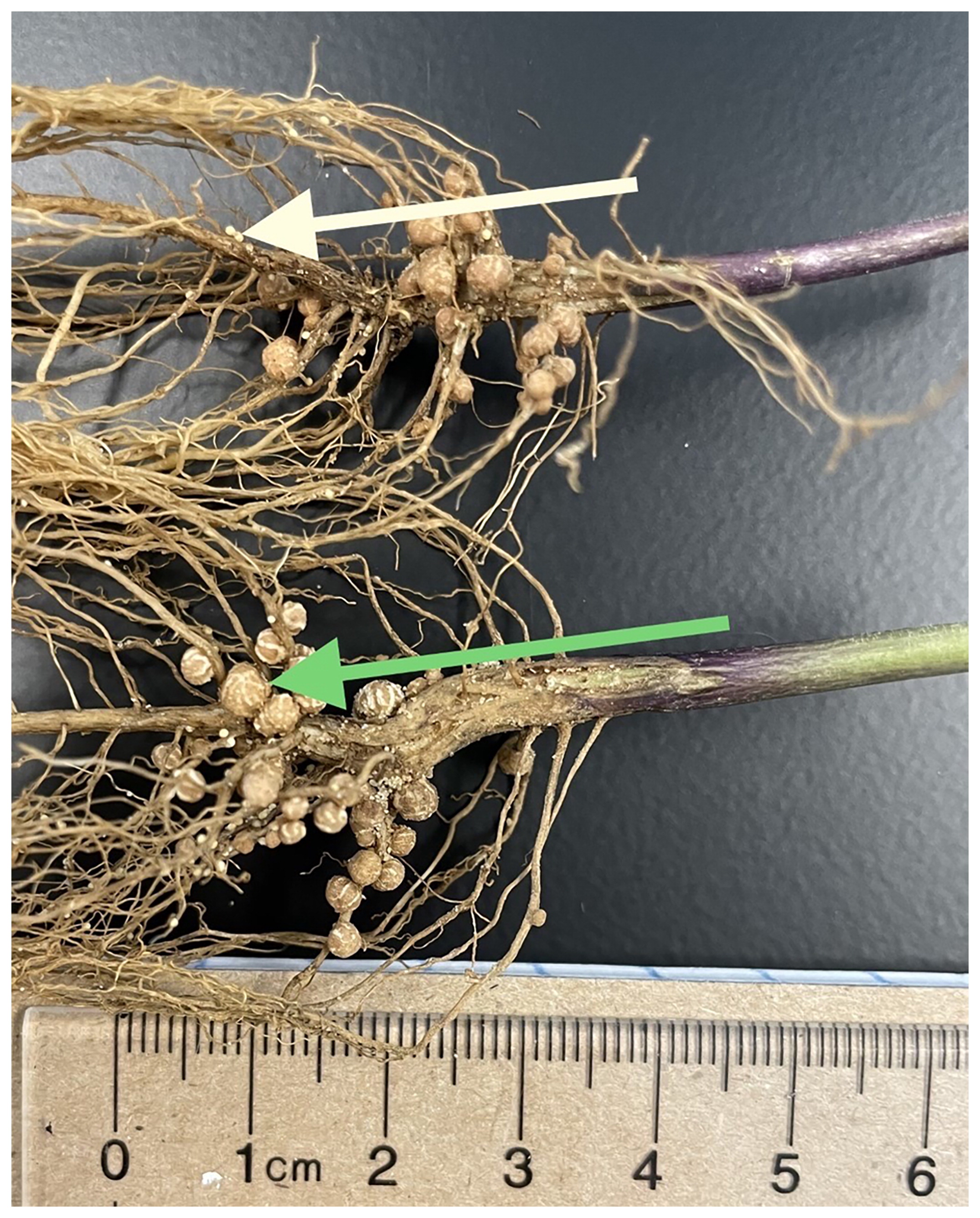 A close-up of plant roots covered with numerous round root nodules. White and green arrows highlight nodules, with a ruler showing their size in centimeters.