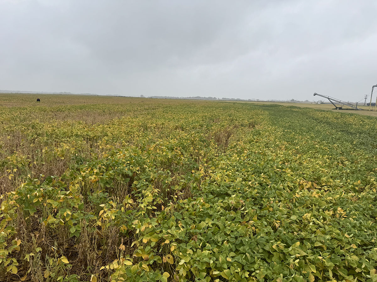 A large soybean field shows plants with green and yellowing leaves under an overcast sky.