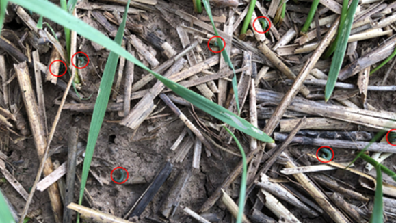The ground of a wheat field with dead wheat and fresh green leaves on the ground, along with red circles to show the fall armyworms hiding.