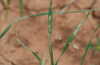 Green leaves poking out of the ground that have damage from the fall armyworm.