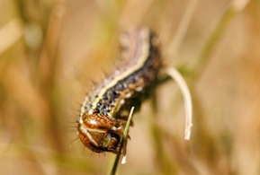 A fall armyworm crawling on wheat, with its head and furry spikes visible.