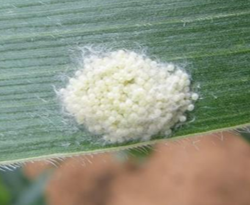 A cluster of tiny white armyworm eggs on top of a green leaf.