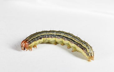 The entire body of a fall armyworm that is green, light green and has dark stripes.