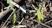  A side-by-side view shows young, green corn plants emerging from dark soil and dry crop residue, with significant ragged holes and notched edges on the leaves caused by larval feeding. The tattered appearance of the foliage illustrates the early stages of defoliation in a field setting.