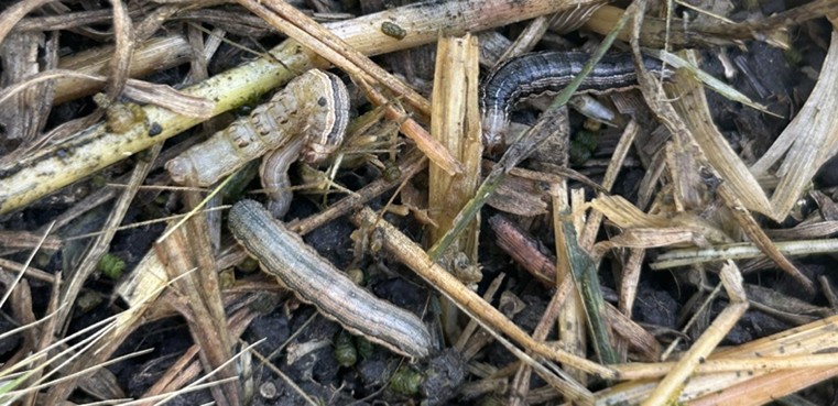  Four true armyworm larvae with distinct longitudinal stripes crawl among dry, brown crop residue and dark soil. Small, green cylindrical droppings are scattered across the ground around the insects.
