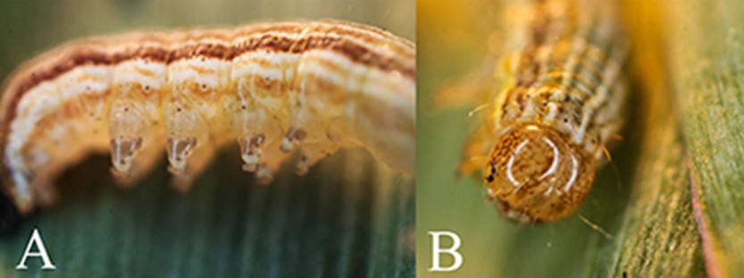 Two side-by-side macro views of a true armyworm larva: Image A shows a side profile highlighting dark bands on its fleshy prolegs, while Image B provides a close-up of the head capsule featuring a distinct honeycombed pattern. Both images emphasize the caterpillar's characteristic longitudinal stripes as it rests on a green leaf.