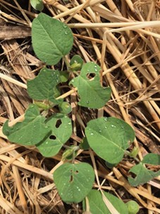 Young soybean seedlings with vibrant green leaves emerge from a bed of dry, golden-tan straw mulch. Several leaves display circular holes and irregular notches along the margins, characteristic of early-season feeding by true armyworm larvae.