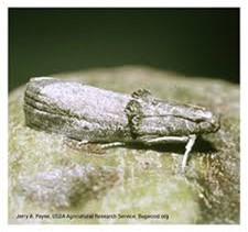 adult-casebearer-fig-3.jpg A close-up of a gray adult casebearer moth, with text at the bottom reading ‘Jerry A. Payne, USDA Agricultural Research Service, Bugwood.org.’
