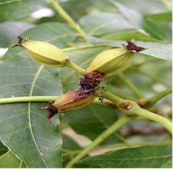A cluster of green pecans showing brown and black damage.