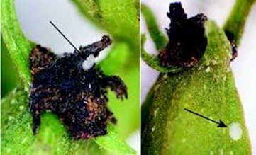 A close-up views of pecan nuts damaged by pecan nut casebearer larvae. On the left, a dark, clumped mass of frass (insect waste) and webbing is attached to the base of a young pecan cluster where a larva has entered and fed. On the right, a small white egg is visible on the surface of a young pecan nut, highlighted by an arrow. This represents the early stage of infestation before the larva hatches and bores into the nut.