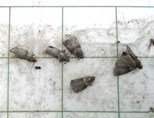 A white pheromone trap with five moths stuck to its surface.
