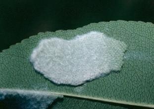 A mass cluster of tiny white webworm eggs on a green leaf.