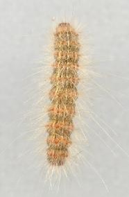 A yellow fall webworm with fuzzy hair sticking out of it's body.
