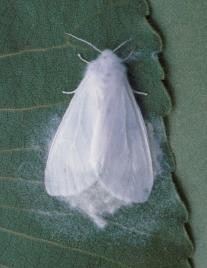A white-colored adult webworm on a dark green leaf.
