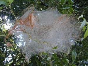A wide, white web from a fall webworm nestled in the green leaves of a tree.