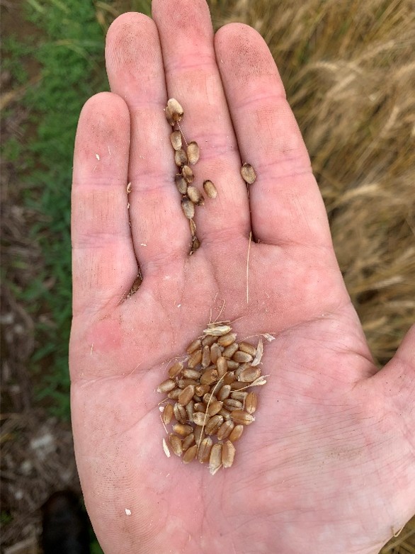 Farmer's hand holds healthy wheat kernels beside shriveled and discolored grains, highlighting differences in grain development and quality.