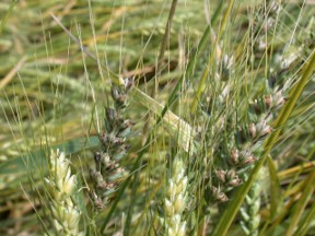 Close-up of wheat heads in a field showing infection, with dark fungal growths among green grain spikes.