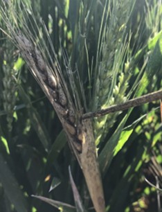Close-up of a wheat head with bleached spikelets and damaged kernels, showing symptoms of disease affecting grain production.