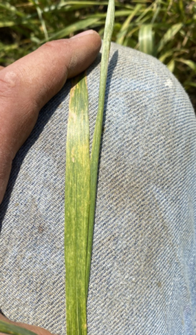 Close-up of the symptoms of wheat streak mosaic with yellow streaking and discoloration held over denim.