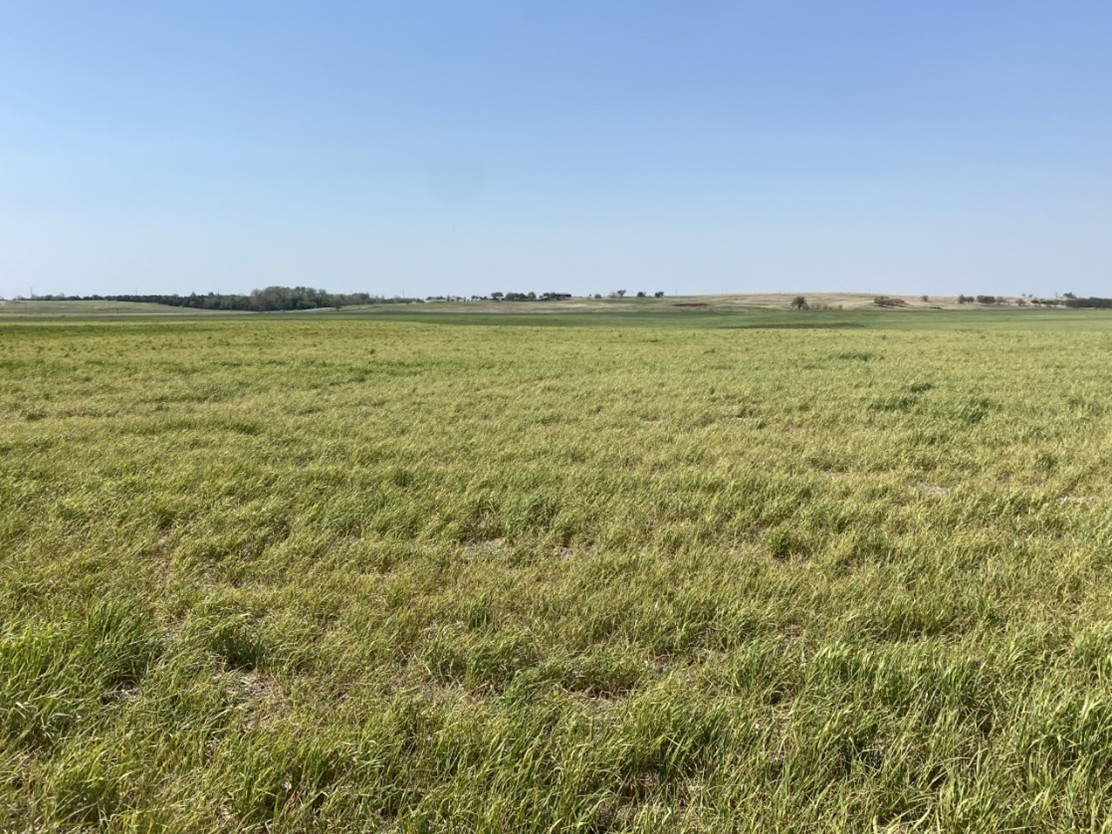 Wide view of a windblown wheat field infected with wheat streak mosaic in Oklahoma under clear blue sky in rural farmland.