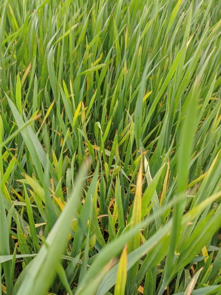 Close-up of Barley Yellow Dwarf symptoms on wheat with green and yellowing leaves.