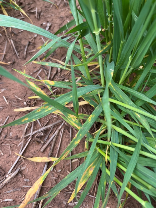 Wheat leaves with yellow and brown streaks and blotches in a dry field, showing symptoms of tan spot.