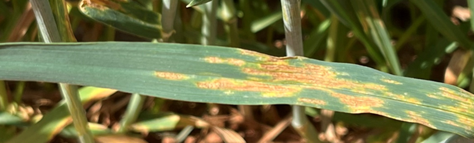 Close-up of wheat leaf with elongated yellow lesions and orange-brown streaking showing symptoms of septoria tritici blotch.
