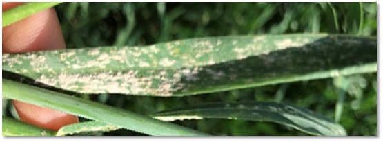 Wheat leaf with pale speckling and patchy discoloration showing symptoms of powdery mildew.