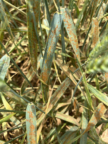 Close-up of wheat leaves with symptoms of leaf rust: dense orange rust spots scattered across green blades in a wheat field.