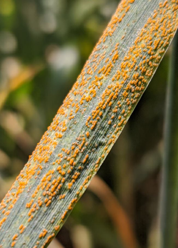 Zoomed-in view of a wheat leaf showing stripe rust, highlighting clustered bright orange rust spots on the leaf blade.