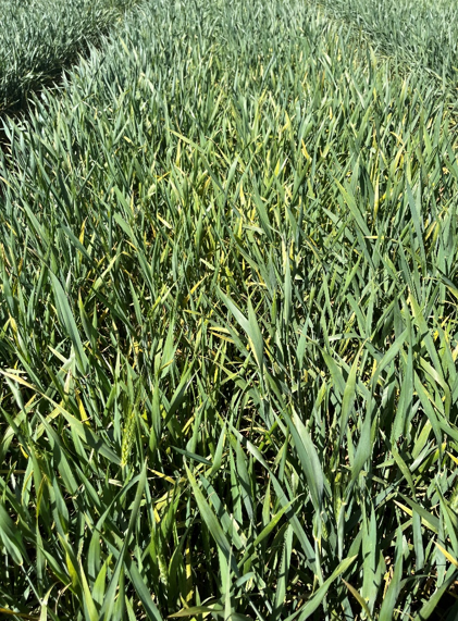 A field of wheat that has barley yellow dwarf symptoms