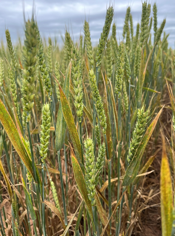 Wheat leaves in a field of wheat that shows leaf rust on a susceptible variety located in Lahoma, OK.