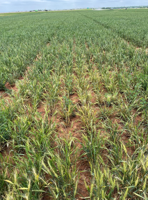 A field of wheat under a blue sky that is infected with wheat streak mosaic at Chickasha, OK .