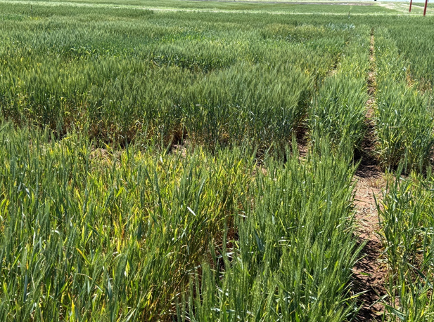 A field of wheat research plots that is showing the symptoms of barley yellow dwarf and wheat streak mosaic located in Lahoma, OK.