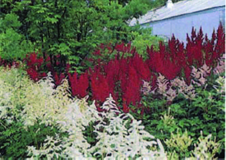 White, pink, deep red colour flowers with spikes of petals. 