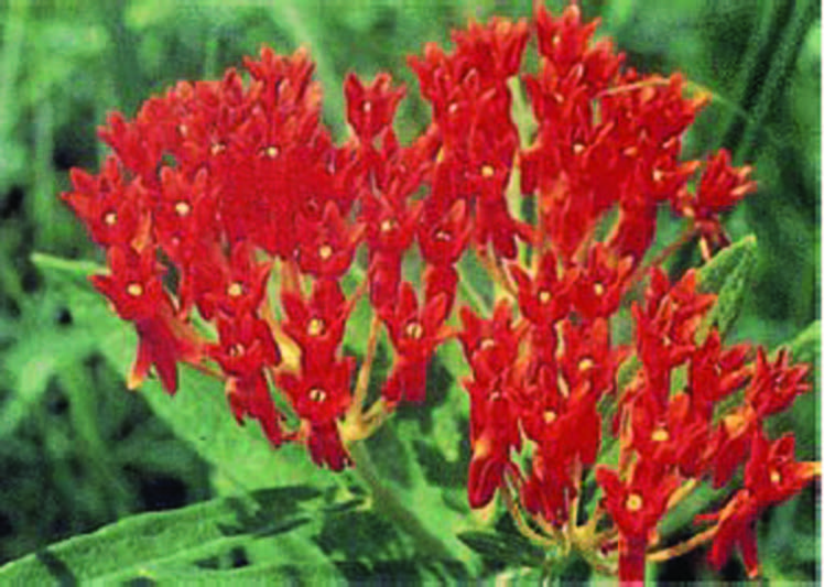 Red colour showy plant which attracts butterflies