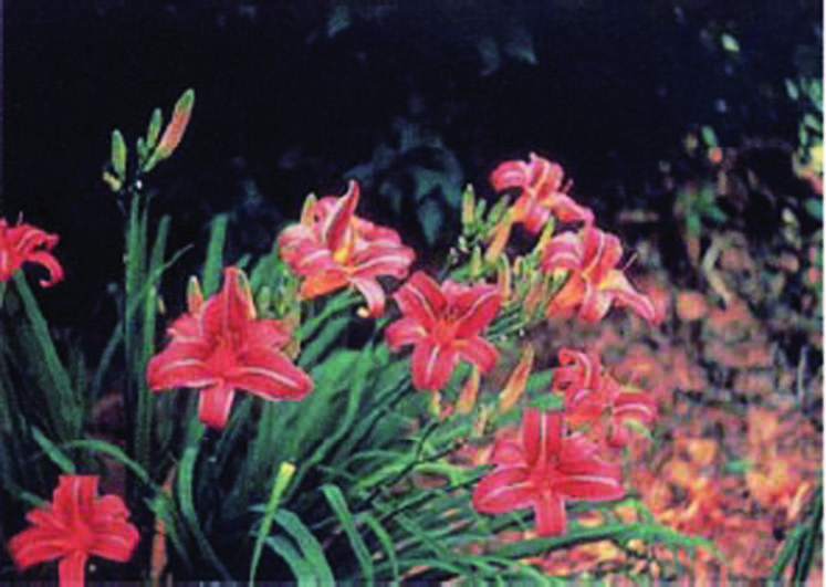  Tall, star-shaped, pink colour flower.