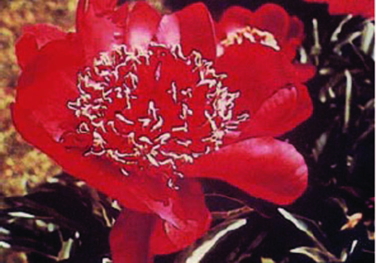 Red colour flower with bushy petals.