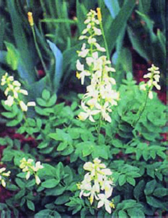 spidery-looking white flowers