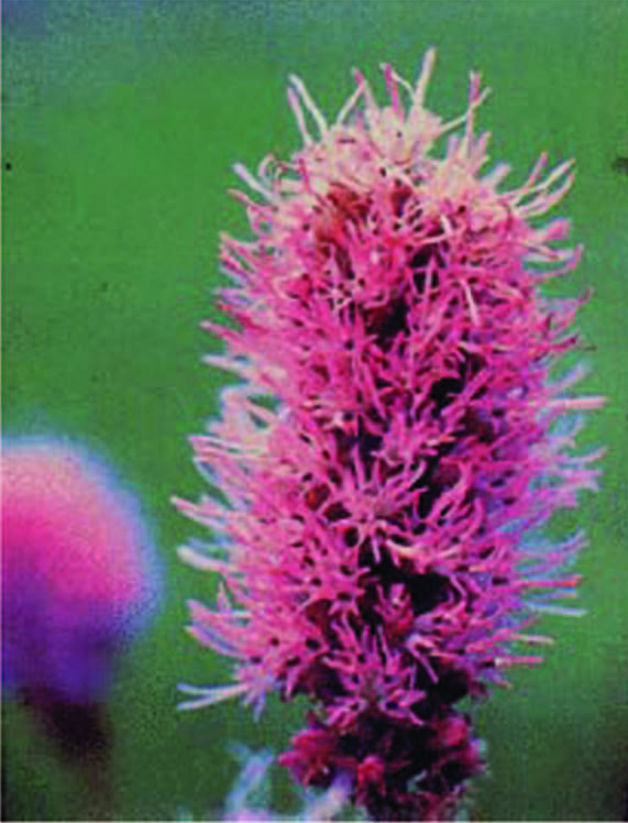 Pink colour flower with spike petals.