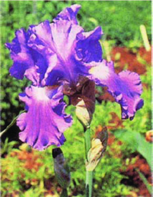 2-3 feet tall, blue color, distinctive 6 petal flower. 